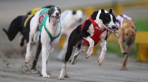 Greyhound Racing and Betting to be Banned in New Zealand in 2026